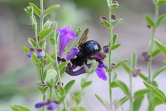 Xylocopa tabaniformis orpifex