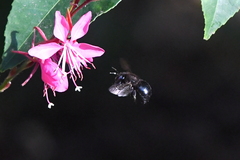 Xylocopa tabaniformis orpifex