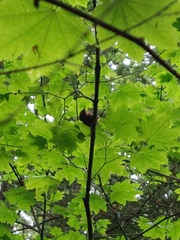 Troglodytes pacificus