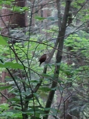 Troglodytes pacificus