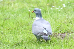 Columba palumbus