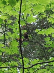 Troglodytes pacificus