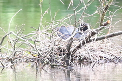Fulica atra