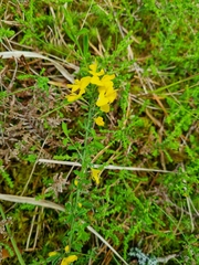 Genista pilosa