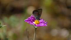 Satyrium ilicis