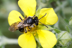 Andrena