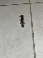 Chelodesmidae