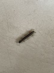 Chelodesmidae