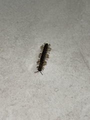 Chelodesmidae