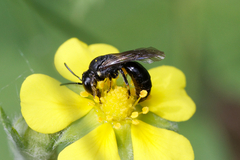 Andrena