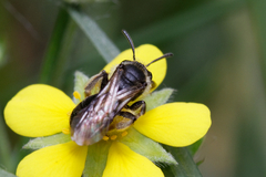 Andrena
