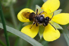 Andrena