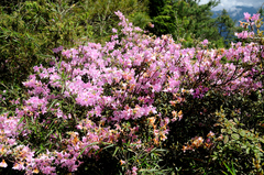 Rhododendron rubropilosum taiwanalpinum