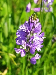 Polygala wolfgangiana