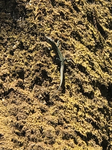 Lézard des murailles