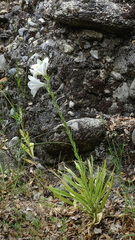 Lilium candidum