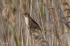 Acrocephalus schoenobaenus