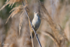 Acrocephalus schoenobaenus
