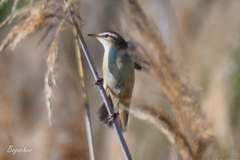 Acrocephalus schoenobaenus