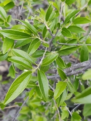 Neopringlea integrifolia