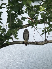 Buteo lineatus