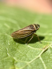 Aphrodes makarovi