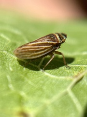 Aphrodes makarovi