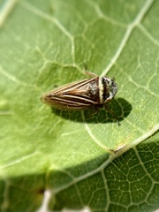 Aphrodes makarovi