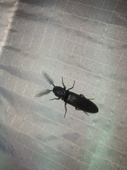 Dicrepidius palmatus