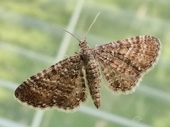 Eupithecia pygmaeata