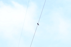 Saucerottia beryllina