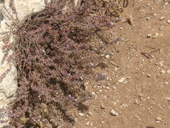 Micromeria microphylla