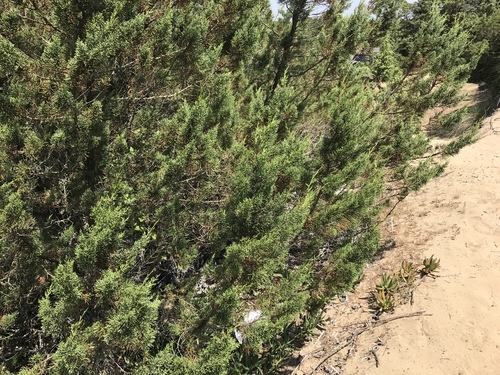 Mediterranean juniper