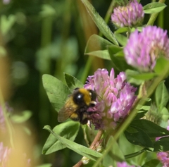 Bombus