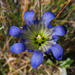 Gentiana affinis - Photo (c) David Greenberger, μερικά δικαιώματα διατηρούνται (CC BY-NC-ND), uploaded by David Greenberger