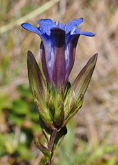 Gentiana affinis ovata