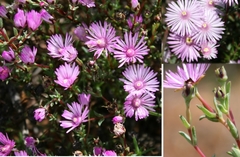 Lampranthus elegans