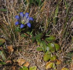 Gentiana affinis ovata