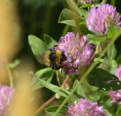 Bombus