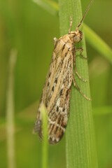 Pempelia ornatella