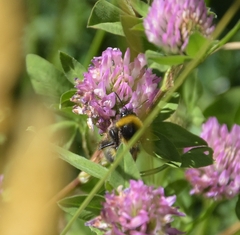 Bombus