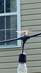 Libellula semifasciata