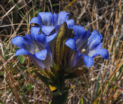 Gentiana affinis ovata