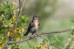 Turdus pilaris