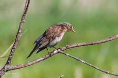 Turdus pilaris