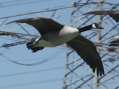 Branta canadensis