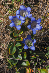 Gentiana affinis ovata