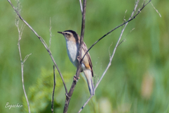 Acrocephalus schoenobaenus