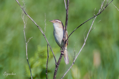 Acrocephalus schoenobaenus