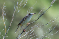Acrocephalus schoenobaenus